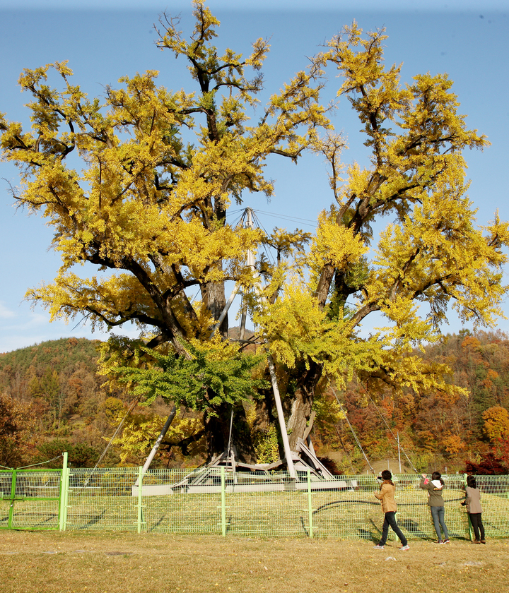 안동 용계리 은행나무 (사진=안동시 제공) *재판매 및 DB 금지