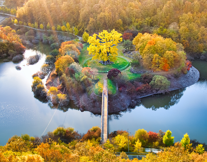 안동 용계리 은행나무 (사진=안동시 제공) *재판매 및 DB 금지