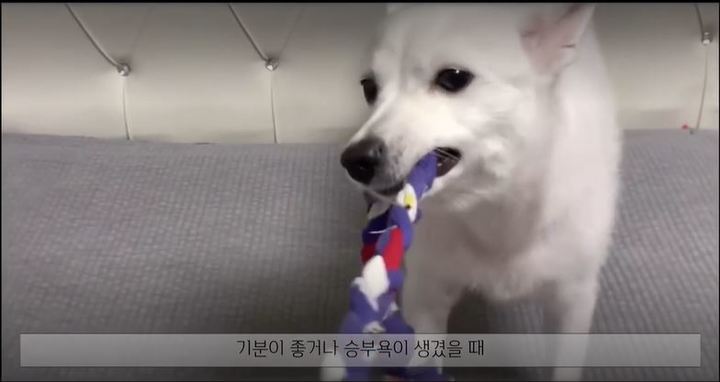 [서울=뉴시스] 반려견 터그 놀이. (사진= 환경부 공식 블로그 캡처)&nbsp; *재판매 및 DB 금지