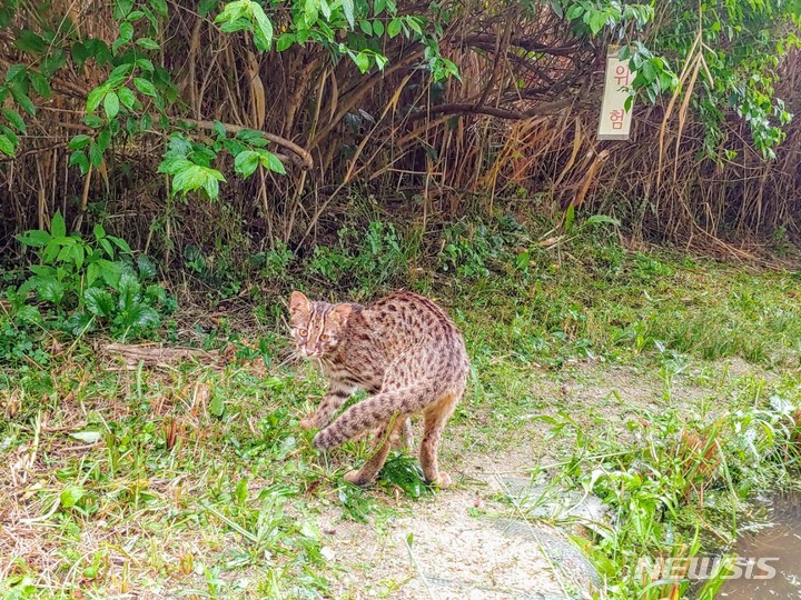 서울 암사생태공원서 멸종위기종 2급 '삵' 발견