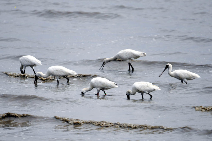 [신안=뉴시스] 압해도 갯벌을 찾아온 저어새 무리. *재판매 및 DB 금지