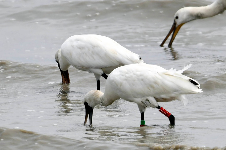 [신안=뉴시스] 가락지 부착한 저어새. *재판매 및 DB 금지