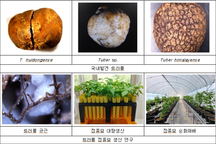 [무안=뉴시스] 전남산림자원연구소가 국내 최초로 트러플(서양송로버섯) 인공재배를 진행하고 있는 접종묘 모습. (사진=전남산림자원연구소 제공) photo@newsis.com *재판매 및 DB 금지