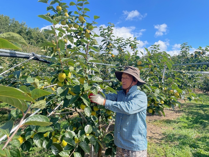 전남 구례군에서 농민이 아삭아삭한 식감의 구례 태추단감을 수확하고 있다.(사진=구례군청 제공) *재판매 및 DB 금지
