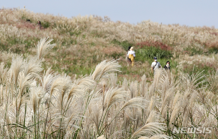 [제주=뉴시스] 우장호 기자 = 일교차가 큰 가을 날씨를 보인 지난달 28일 오후 제주시 애월읍 봉성리 새별오름에 억새가 피어나 시선을 사로 잡고 있다. 2021.09.28. woo1223@newsis.com