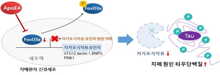 [서울=뉴시스] ApoE4 유전형의 병리기전. 질병관리청 국립보건연구원은 29일 치매 환자의 상태를 악화하는 병리기전이 국내 연구진에 의해 처음으로 밝혀졌다고 밝혔다. (사진=질병관리청 제공) 2021.09.29. photo@newsis.com *재판매 및 DB 금지