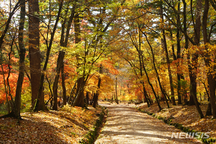 [서울=뉴시스] 남양주 광릉 가을숲 (사진=문화재청 제공) 2021.09.28. photo@newiss.com