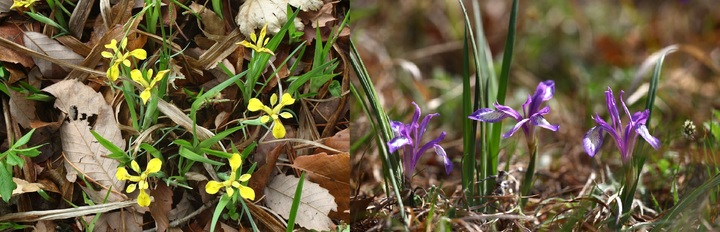대전시 희귀식물인 금붓꽃(왼쪽)과 멸종위기 야생생물 Ⅱ급인 솔붓꽃(오른쪽).(사진=금강유역환경청 제공) *재판매 및 DB 금지