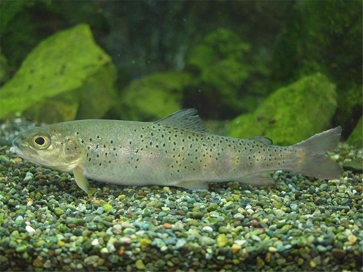  [부산=뉴시스] 허상천 기자 = 열목어. 2021.10.01. (사진 = 국립생태원 제공) photo@newsis.com *재판매 및 DB 금지