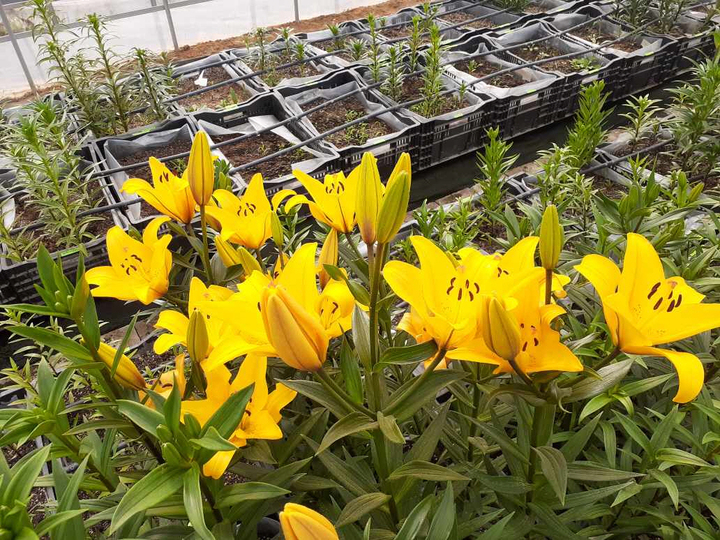 충북농기원, 진노랑 나리 '메이골드' 품종 출원