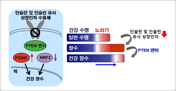 [대전=뉴시스] 건강한 장수를 유도하는 종양 억제 유전자 연구 모식도. *재판매 및 DB 금지