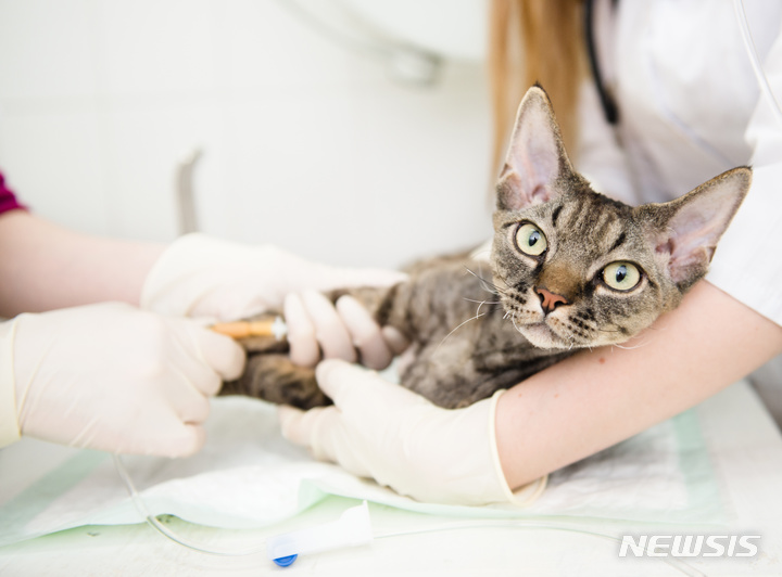 [서울=뉴시스] ﻿﻿대한수의사회가 최근 고양이에서 원인이 밝혀지지 않은 신경·근육병증 사례가 다수 보고됐다며 동물 보호자들에게 주의를 당부했다. (사진=유토이미지 제공) 2024.04.12. photo@newsis.com.