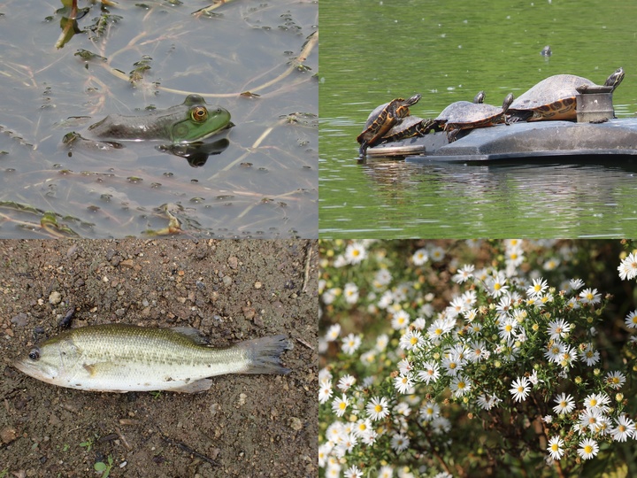 위 왼쪽부터 시계방향으로 황소개구리, 플로리다 붉은배거북, 미국쑥부쟁이, 배스 *재판매 및 DB 금지