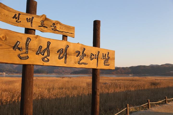 [서천=뉴시스] 충남 서천 신성리 갈대밭 *재판매 및 DB 금지