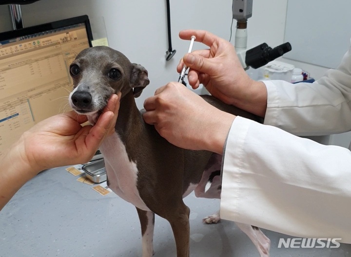 광견병 예방접종을 받고 있는 반려견. (사진=뉴시스DB) photo@newsis.com