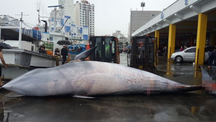 [울산=뉴시스]8일 울산 앞바다에서 그물에 걸려 죽은 채 발견된 밍크고래가 이날 오후 울산 동구 방어진항으로 옮겨졌다. (사진=울산해양경찰서 제공) 2021.10.08. photo@newsis.com *재판매 및 DB 금지