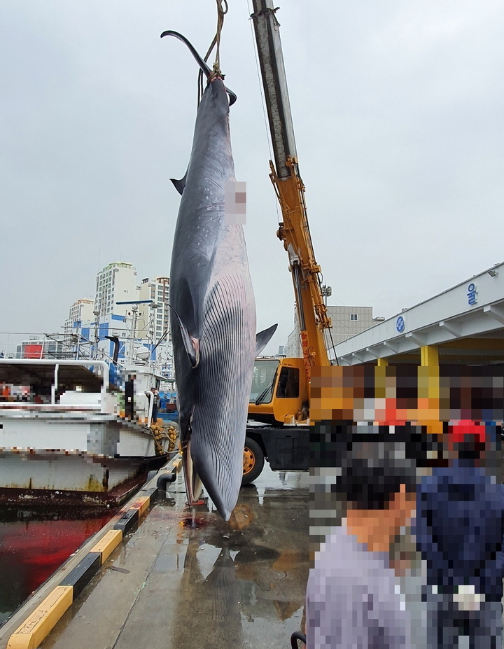 [울산=뉴시스]8일 울산 앞바다에서 그물에 걸려 죽은 채 발견된 밍크고래가 이날 오후 울산 동구 방어진항으로 옮겨지고 있다. (사진=울산해양경찰서 제공) 2021.10.08. photo@newsis.com *재판매 및 DB 금지