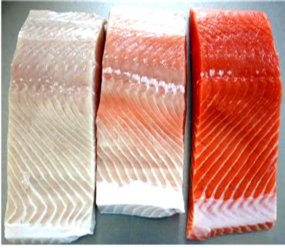 [광주=뉴시스] 양식연어 착색 단계별 비교. (사진=윤재갑 의원실 제공) *재판매 및 DB 금지