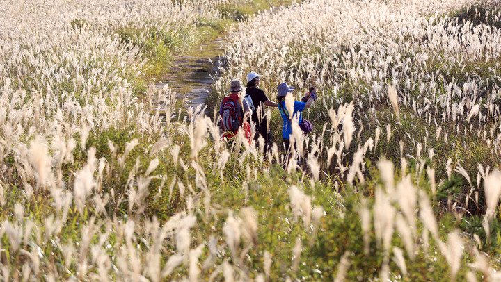 [밀양=뉴시스] 안지율 기자 = 경남 밀양시는 10일 밀양 8경 중 하나인 사자평 억새평원의 가을 억새가 만발해 등산객들의 눈길을 사로잡고 있다.사진은 재약산 사자평 전경(사진=밀양시 제공) 2021.10.10. photo@newsis.com *재판매 및 DB 금지