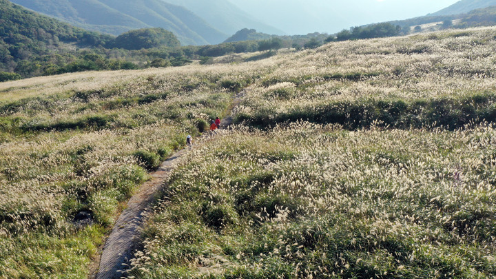 [밀양=뉴시스] 안지율 기자 = 경남 밀양시는 10일 밀양 8경 중 하나인 사자평 억새평원의 가을 억새가 만발해 등산객들의 눈길을 사로잡고 있다.사진은 재약산 사자평 전경(사진=밀양시 제공) 2021.10.10. photo@newsis.com *재판매 및 DB 금지