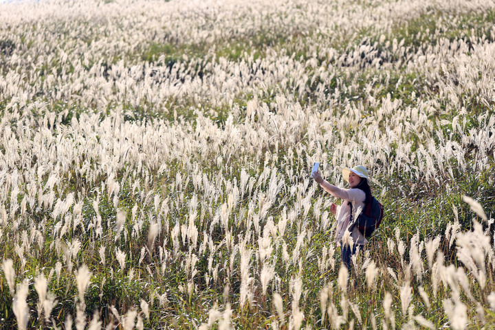 [밀양=뉴시스] 안지율 기자 = 경남 밀양시는 10일 밀양 8경 중 하나인 사자평 억새평원의 가을 억새가 만발해 등산객들의 눈길을 사로잡고 있다.사진은 한 관광객이 재약산 사자평에서 인증샷을 하고 있다.(사진=밀양시 제공) 2021.10.10. photo@newsis.com *재판매 및 DB 금지
