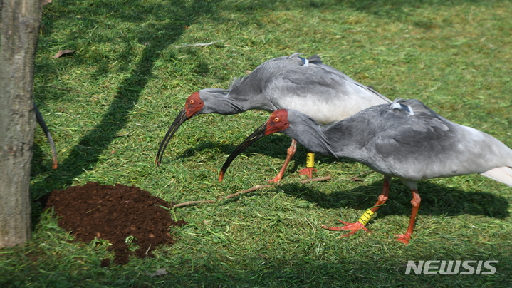 [서울=뉴시스] 방사를 대비한 우포 따오기의 사냥훈련 (사진=문화재청 제공) 2021.10.12. photo@newsis.com