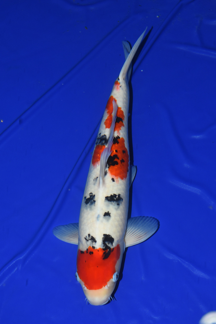 [안동=뉴시스] 제6회 한국관상어산업박람회의 관상어품평회에서 은상을 수상한 경북도 토속어류산업화센터의 비단잉어. (사진=경북도 제공) 2021.10.14 *재판매 및 DB 금지