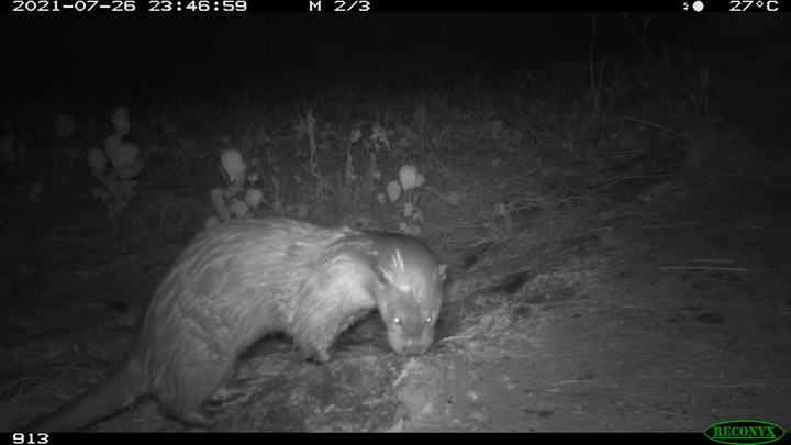 [서울=뉴시스] 지난 7월26일 국립생태원이 세종시 제천 주변에 설치한 무인카메라에 포착된 멸종위기종 수달의 모습. (사진=국립생태원 제공). 2021.10.14. photo@newsis.com *재판매 및 DB 금지