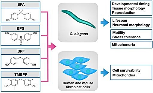 [대전=뉴시스] 꼬마선충 및 세포주를 활용한 BPA와 BPA 대체물질인 BPS, BPF, TMBPF 시험 모식도. 꼬마선충이 비스페놀에 노출될 경우 발달시기와 조직 형태, 번식에 유해한 영향을 받으며 수명과 신경형태, 운동성과 스트레스 내성, 미토콘드리아에도 비스페놀의 대체물질이 영향을 주는 것으로 확인됐다.&nbsp; *재판매 및 DB 금지