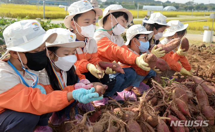 [완주=뉴시스] 김얼 기자 = 민족사관유치원 어린이들이 14일 전북 완주군 농촌진흥청 밭작물 품종비교전시포에서 열린 '고사리 손으로 체험하는 우리 고구마 캐기' 체험에 참석해 고구마를 수확하며 즐거워하고 있다. 2021.10.14. pmkeul@newsis.com