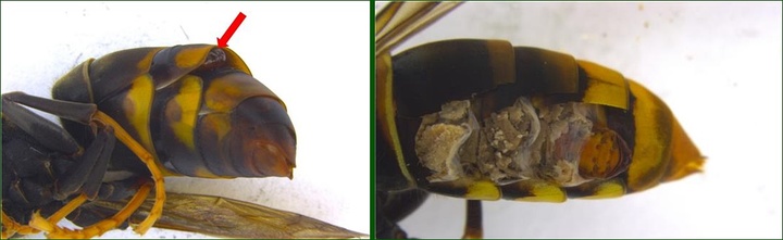 [대전=뉴시스] 등검은말벌 배 마디 사이에서 관찰된 큰턱말벌부채벌레의 머리(왼쪽)와 등검은말벌 복부 내부에 기생한 말벌부채벌레 위용(유충이 번데기가 된 후 피부가 경화된 상태).(사진=산림청 국립수목원 제공) *재판매 및 DB 금지
