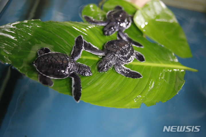 [서울=뉴시스] 아쿠아플라넷(여수) 푸른바다거북.