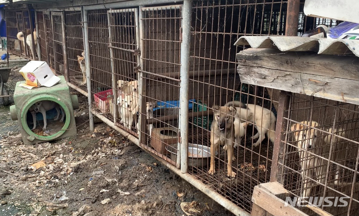 [광주=뉴시스] 김혜인 기자 = 15일 오전 광주 북구 한 개농장에서 개들이 오물·음식물쓰레기 등 비위생적인 환경에 노출돼 있다. (사진=광주동물보호협회 위드 제공) 2021.10.16.photo@newsis.com