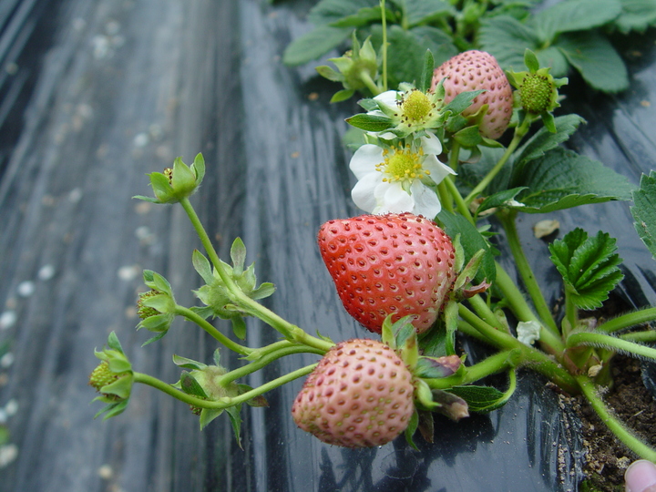 [세종=뉴시스] 농촌진흥청은 딸기 육종 기간을 앞당기고 경쟁력 있는 품종 육성을 위해 딸기 순계(동형접합성을 지닌 식물체)를 활용한 표준 유전체 해독에 성공했다고 17일 밝혔다. 사진은 이번 연구에 사용된 딸기 순계 '원교3115호'. (사진=농촌진흥청 제공) *재판매 및 DB 금지
