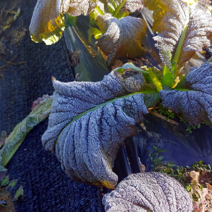 [평창=뉴시스] 김경목 기자 = 영하권으로 기온이 떨어진 17일 오전 강원도 평창군에 올 가을 들어 첫 서리가 내렸다. 강원지방기상청에 따르면 이날 오전 9시 평창의 기온은 영하 1.4도였다. 대관령은 영하 5도까지 떨어졌고 철원 임남은 영하 7.5도까지 곤두박질쳤다. (사진=독자 제공) 2021.10.17. photo@newsis.com *재판매 및 DB 금지