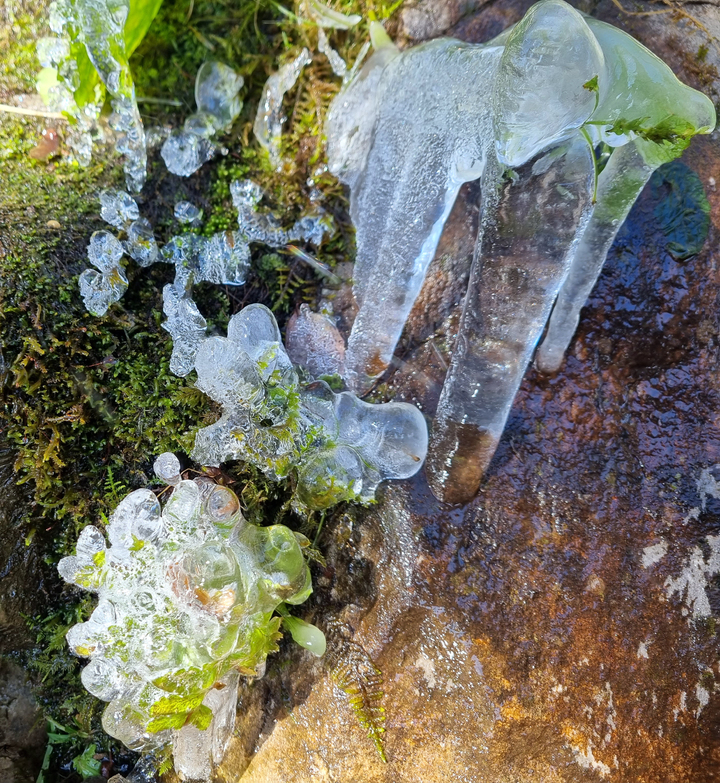 [평창=뉴시스] 김경목 기자 = 영하권으로 기온이 떨어진 17일 오전 강원도 평창군 발왕산에서 올 가을 첫 얼음이 얼었다. 강원지방기상청에 따르면 이날 오전 9시 평창의 기온은 영하 1.4도였다. 대관령은 영하 5도까지 떨어졌고 철원 임남은 영하 7.5도까지 곤두박질쳤다. (사진=독자 제공) 2021.10.17. photo@newsis.com *재판매 및 DB 금지