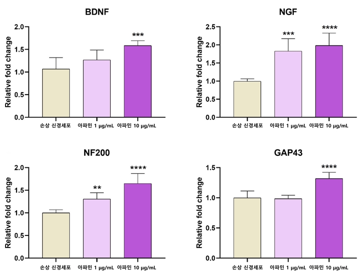 아파민을 처리한 신경세포에서 DBNF, NGF, NF200, GAP-43의 발현이 유의하게 증가했다. (사진=자생한방병원 제공) *재판매 및 DB 금지