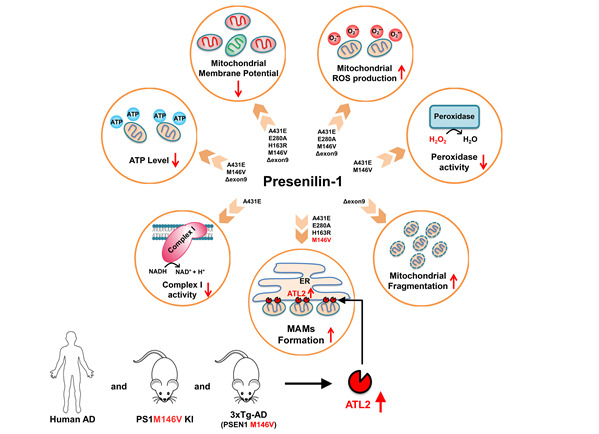 [서울=뉴시스] Presenilin-1 돌연변이가 미토콘드리아 기능에 미치는 영향(사진=성균관대 제공) *재판매 및 DB 금지