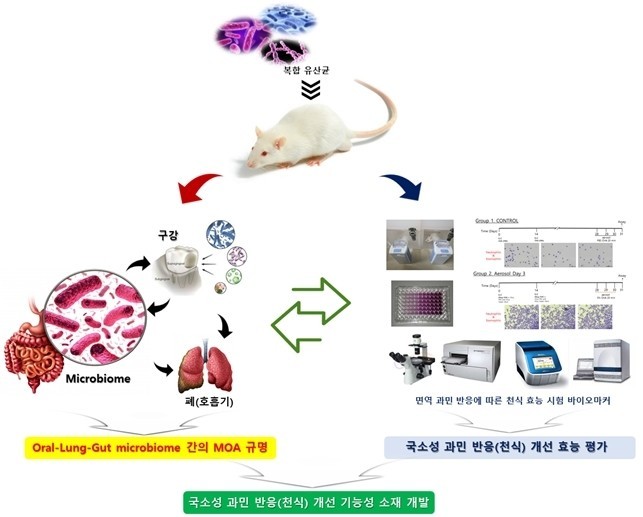 [서울=뉴시스] '호흡기 질환 관련 복합 유산균을 이용한 국소성 과민 반응(천식) 개선 기능성 소재 개발' 모식도(사진=삼육대 제공) *재판매 및 DB 금지