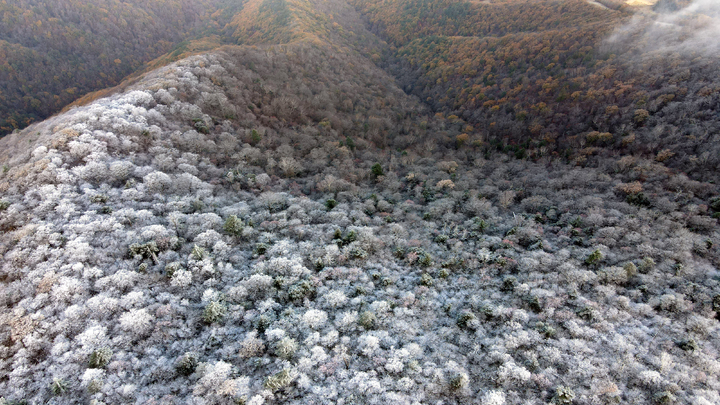 [평창=뉴시스] 김경목 기자 = 20일 오전 영하의 기온으로 떨어진 강원도 평창군 발왕산에 올 가을 첫 상고대가 내려 앉아 아름다운 풍경을 보여주고 있다. (사진=용평 리조트 제공) 2021.10.20. photo@newsis.com *재판매 및 DB 금지