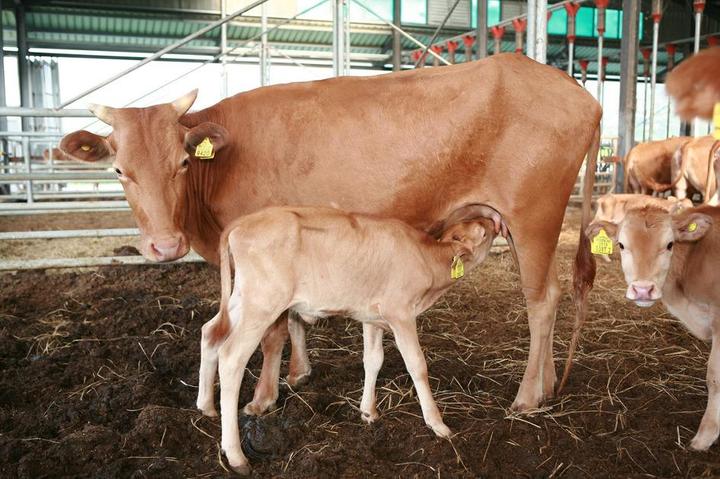 경남에서 사육 중인 한우 우량암소. *재판매 및 DB 금지