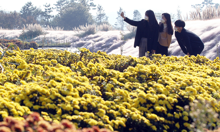 [함평=뉴시스] 전남 함평생태습지공원 국화꽃. (사진=함평군 제공) photo@newsis.com *재판매 및 DB 금지