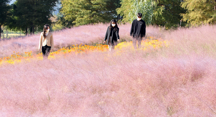 [함평=뉴시스] 전남 함평생태습지공원 핑크뮬리 군락지. (사진=함평군 제공) photo@newsis.com *재판매 및 DB 금지
