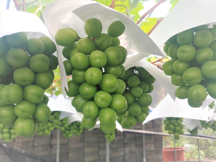 [진주=뉴시스] 샤인머스켓 포도. *재판매 및 DB 금지