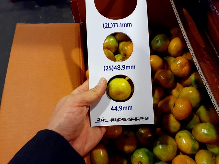 비상품 감귤유통 단속을 벌이고 있는 모습./제주자치경찰단 *재판매 및 DB 금지