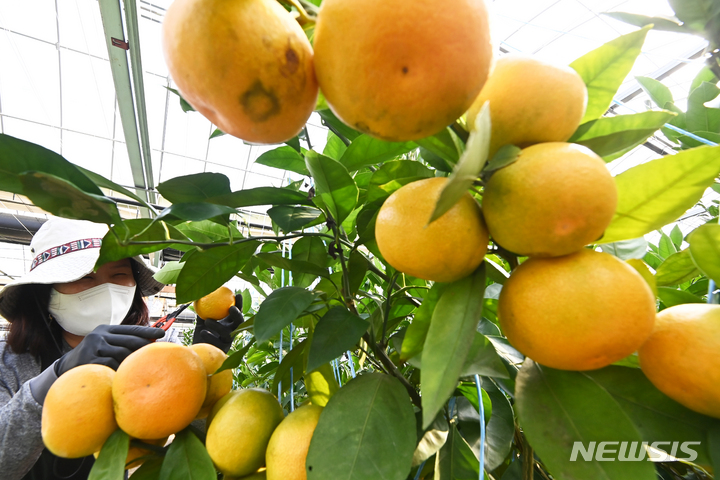 [광주(경기)=뉴시스] 김종택 기자 = 경기도 광주시 퇴촌면의 비닐하우스에서 감귤을 수확하고 있다. 제주도를 비롯한 따뜻한 남쪽 지방에서 주로 나는 귤의 생산지가 기후변화 등으로 점차 북상하면서 최근에는 중부지방인 경기도에서 본격적으로 생산되고 있다. 2021.10.26. jtk@newsis.com