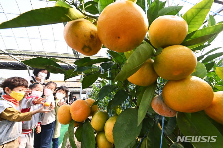 [광주(경기)=뉴시스] 김종택기자 = 경기도 광주시 퇴촌면 비닐하우스에서 현장학습 어린이들이 감귤 수확 체험을 하고 있다. 2021.10.26. jtk@newsis.com