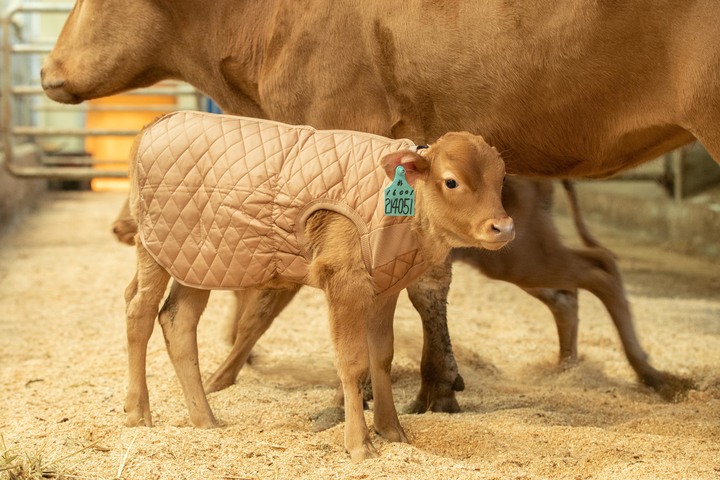 [서울=뉴시스] 26일 강원도 평창군 농촌진흥청 국립축산과학원 한우연구소에서 송아지가 방한복을 입고 있다. (사진=농촌진흥청 제공) 2021.10.26. photo@newsis.com *재판매 및 DB 금지