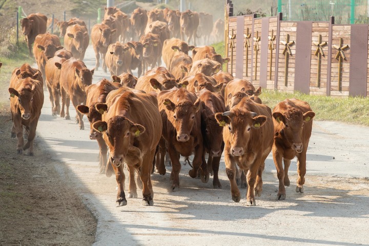 [서울=뉴시스] 26일 강원도 평창군 농촌진흥청 국립축산과학원 한우연구소에서 방목중이던 한우들이 겨울나기를 위해 축사로 돌아오고 있다. (사진=농촌진흥청 제공) 2021.10.26. photo@newsis.com *재판매 및 DB 금지