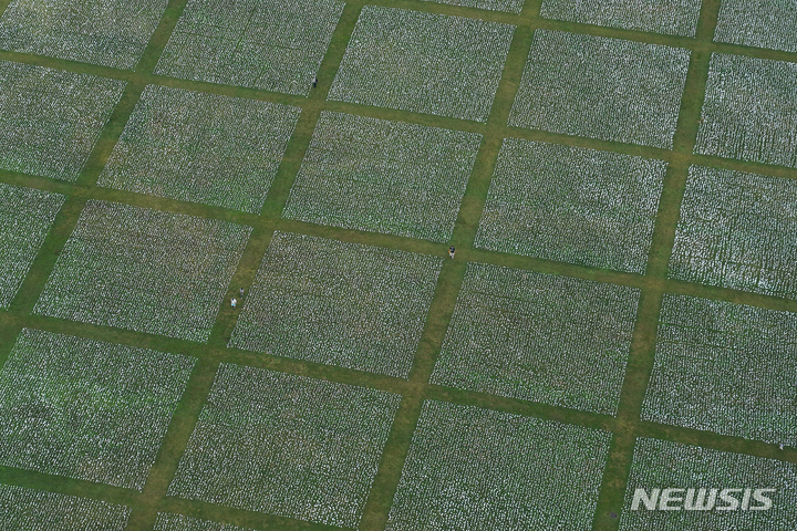 [AP/뉴시스] 74만 명이 코로나19로 사망한 미국에서 워싱턴 내셔널몰에 사망자를 기리는 흰 깃발 설치미술 사이를 드문드문 사람들이 걷고 있다